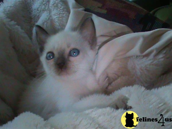 siamese_colorpoints Picture 1